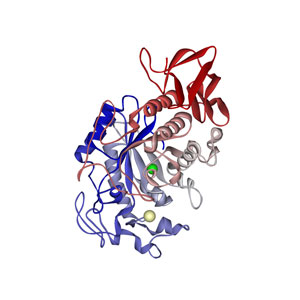 Salivary Alpha Amylase