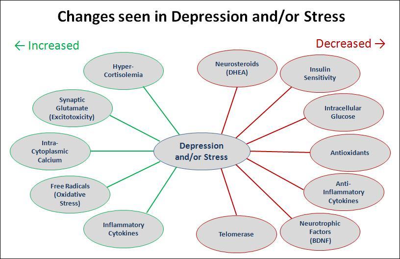 Body's Response to Stress