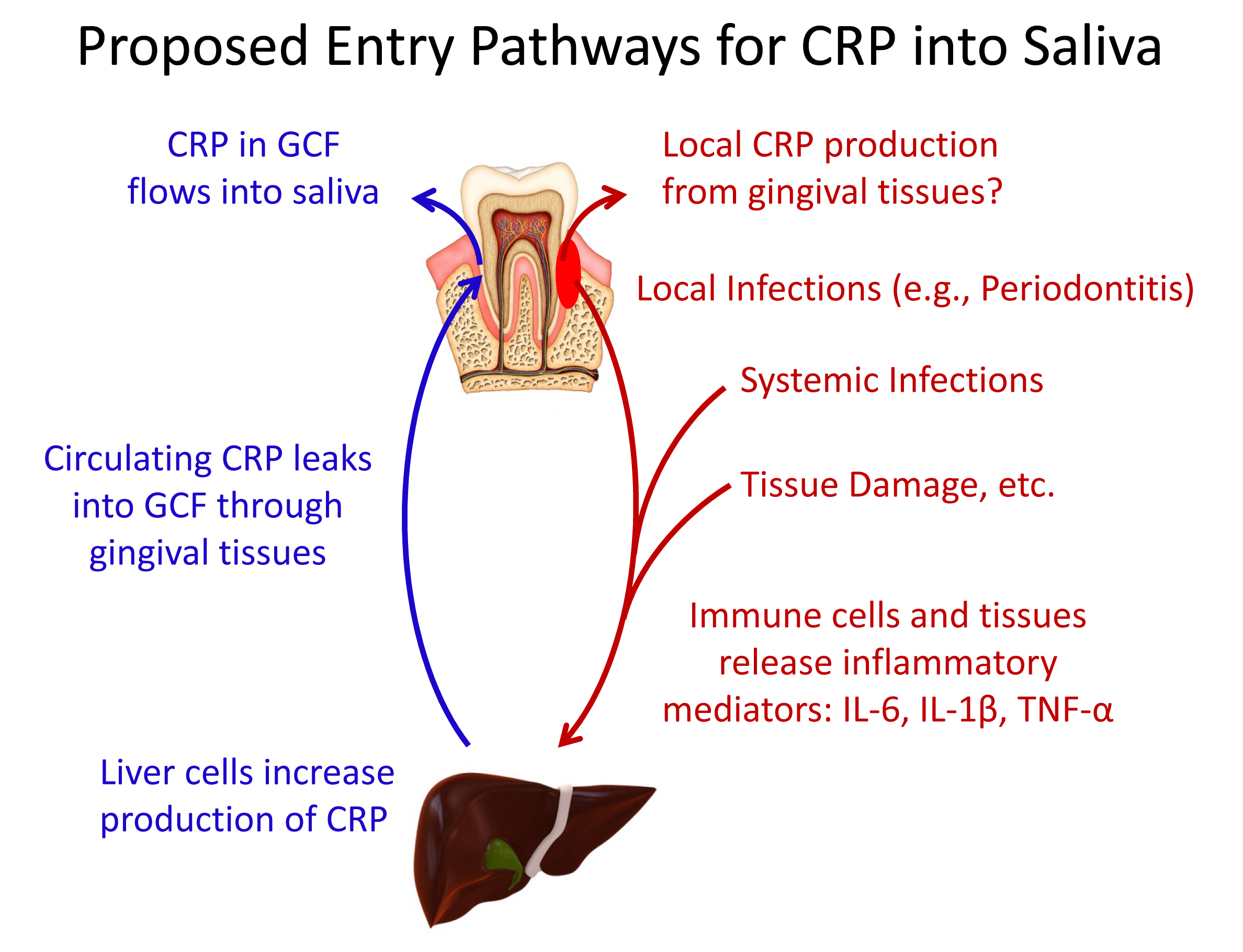 Entry of CRP into Saliva